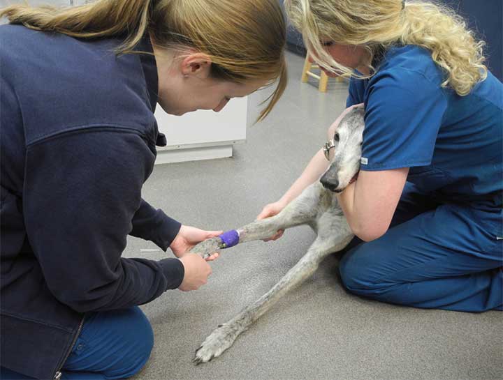Saint Louis Vet Overnight Pet Nursing Care
